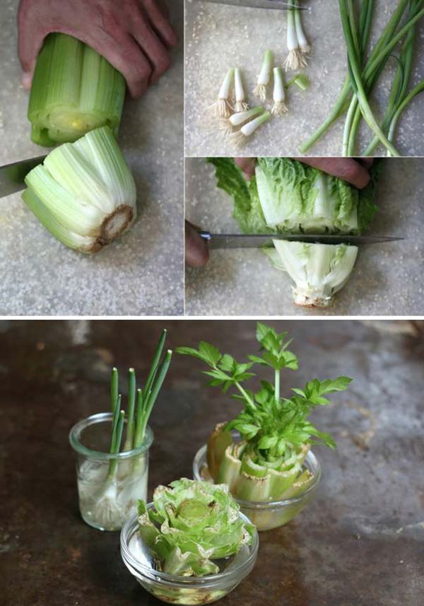 Regrow lettuce, celery, cabbage and bok choy