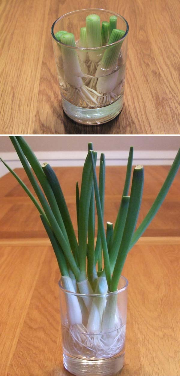 Keep Fresh Greenery At Grasp With Vegetables That Regrow From Scraps-usefuldiyprojects (7)