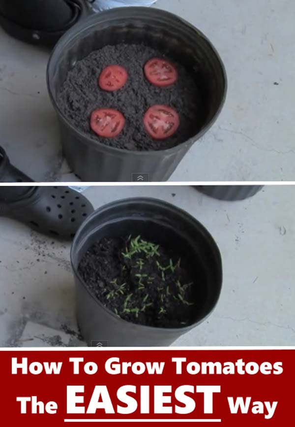 Keep Fresh Greenery At Grasp With Vegetables That Regrow From Scraps-usefuldiyprojects (9)