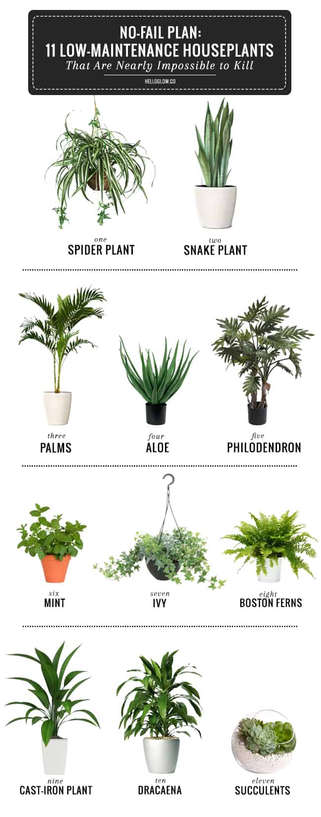 Adding Greens - 11 Office Plants You Won't Kill