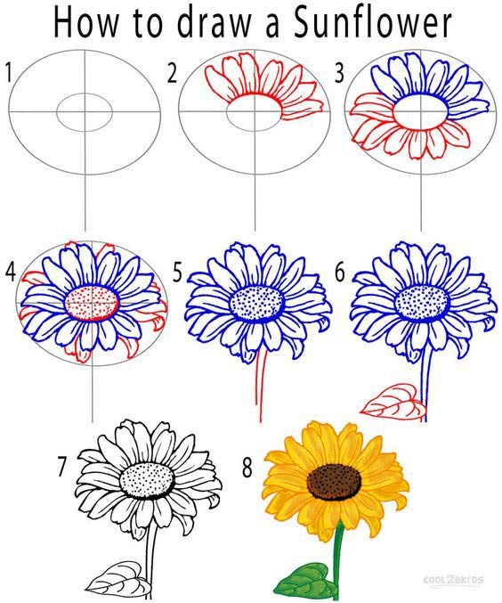 Learn how to simply draw a sunflower