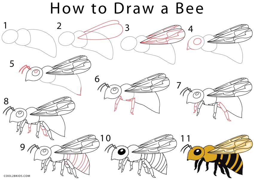  Learn how to draw a bee