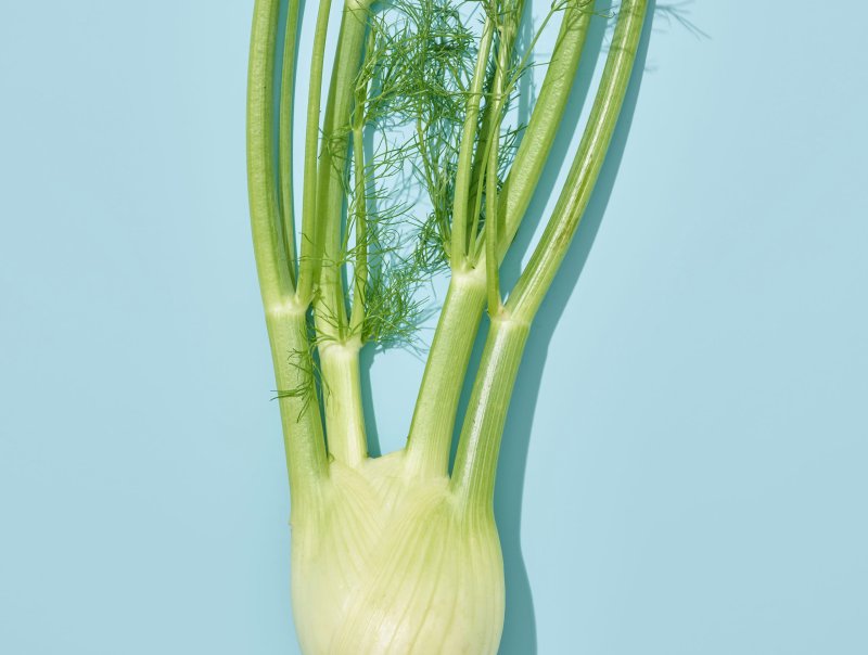 fennel on blue background