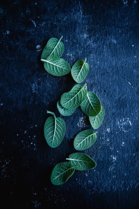 fresh leaves of sage