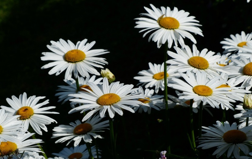 chamomile flowers 