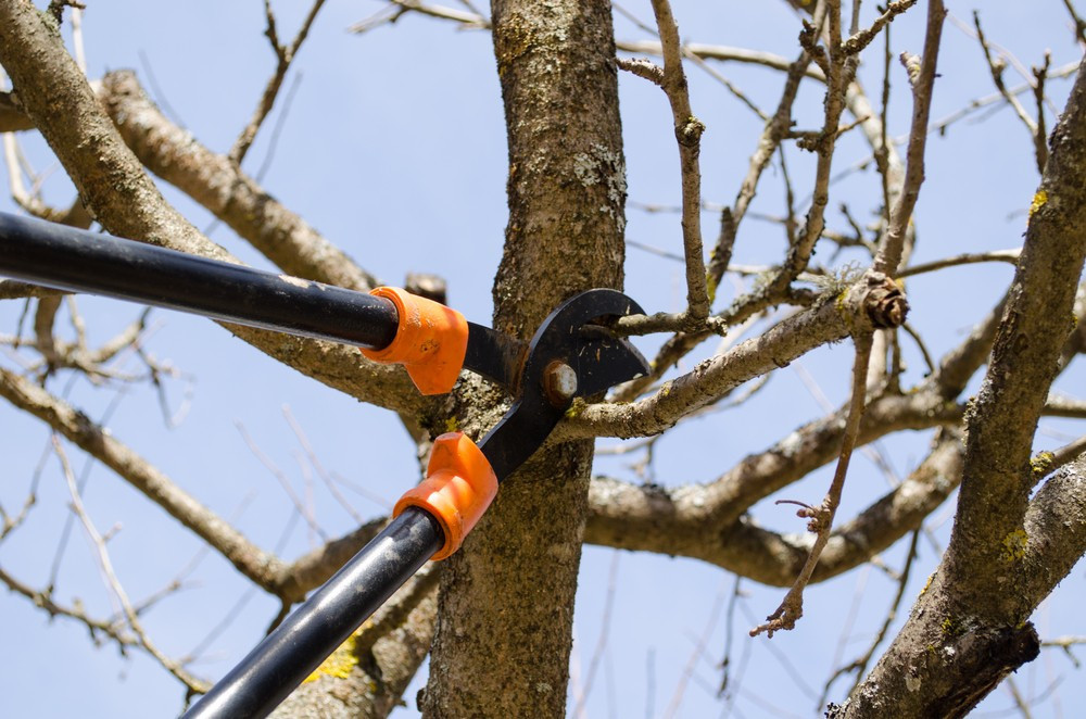 Tree Service Hillsboro