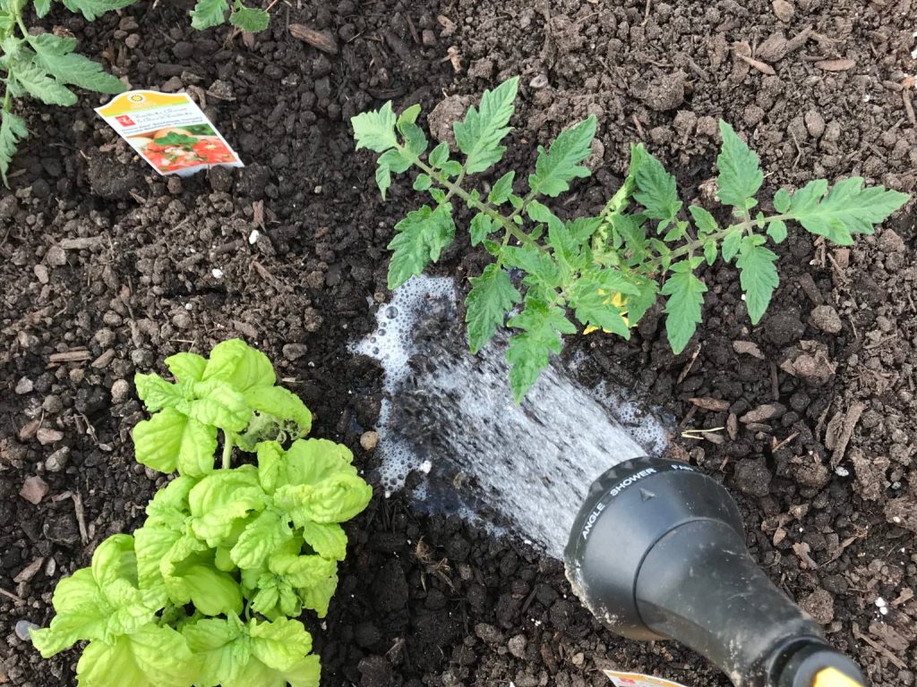 watering plants and soil