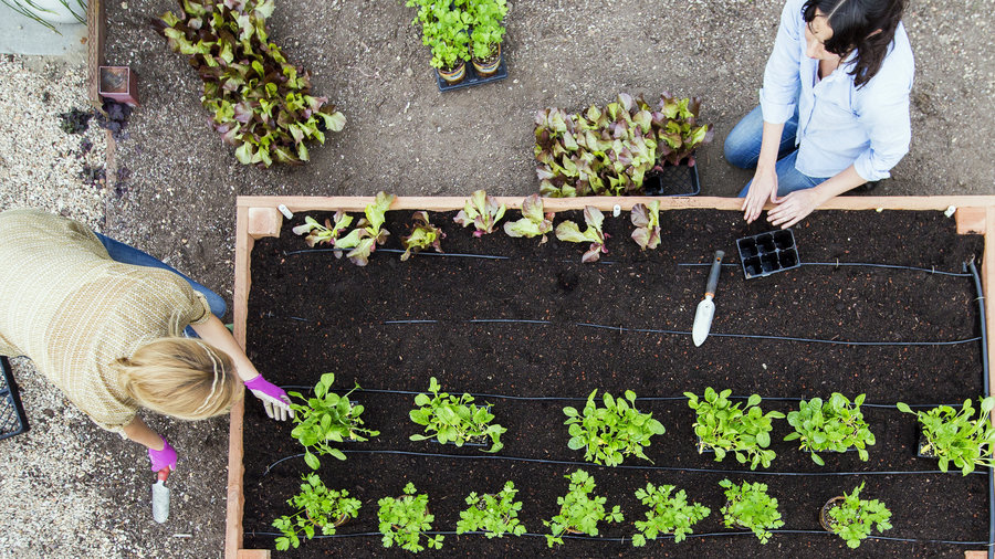 lettuce on raised bed