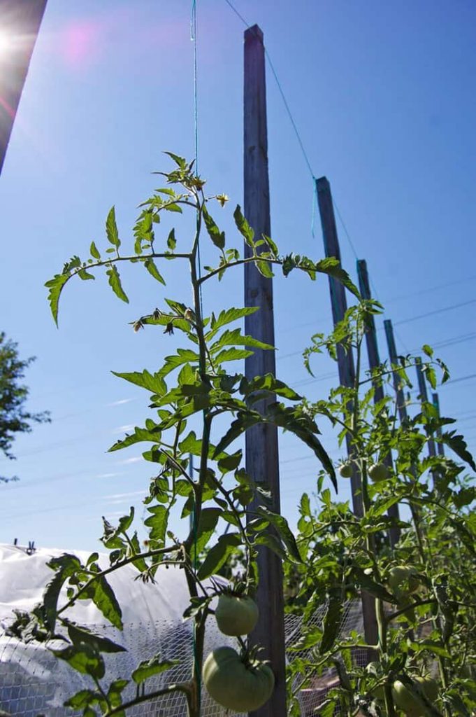 tomatoes string and poles