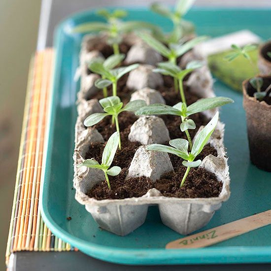 eggs formwork germinating