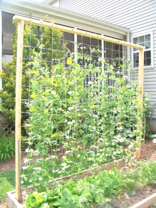 green beans wall