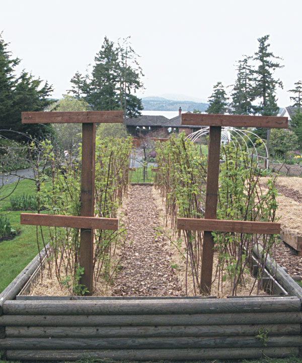 t-frame raspberries planting