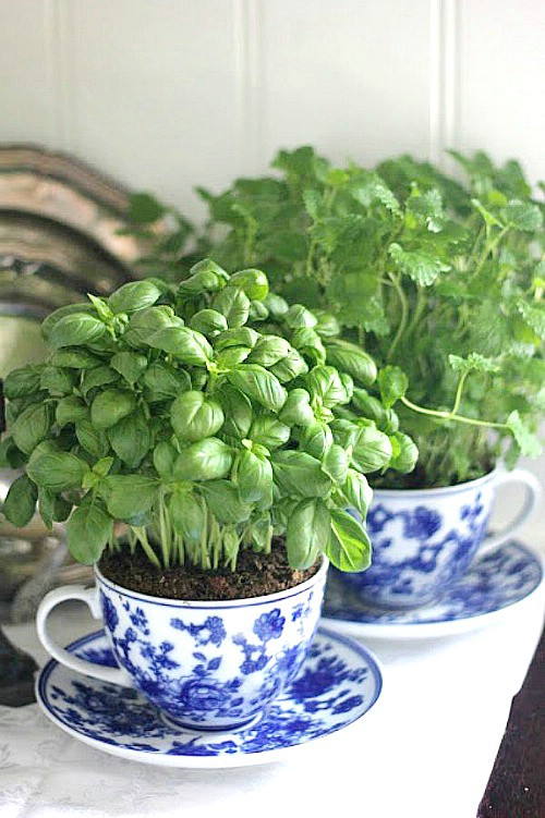 tea cup basil