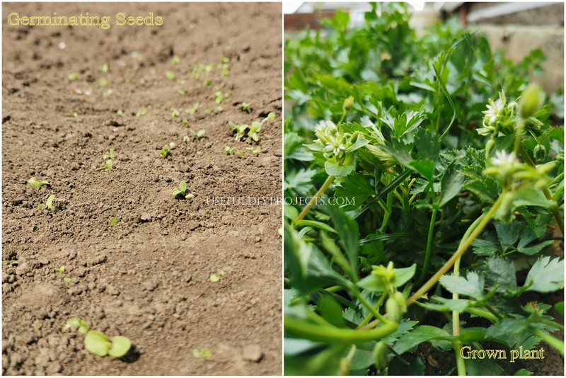 seeds and grown plants