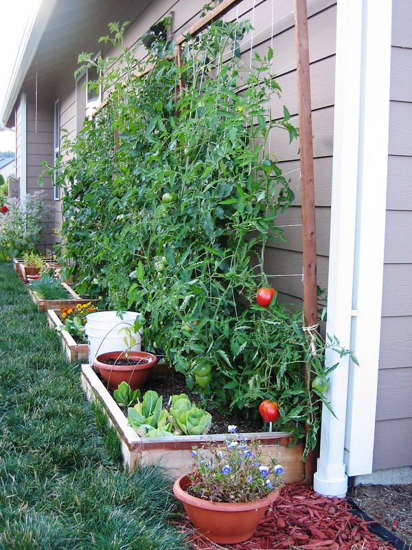 green wall on house