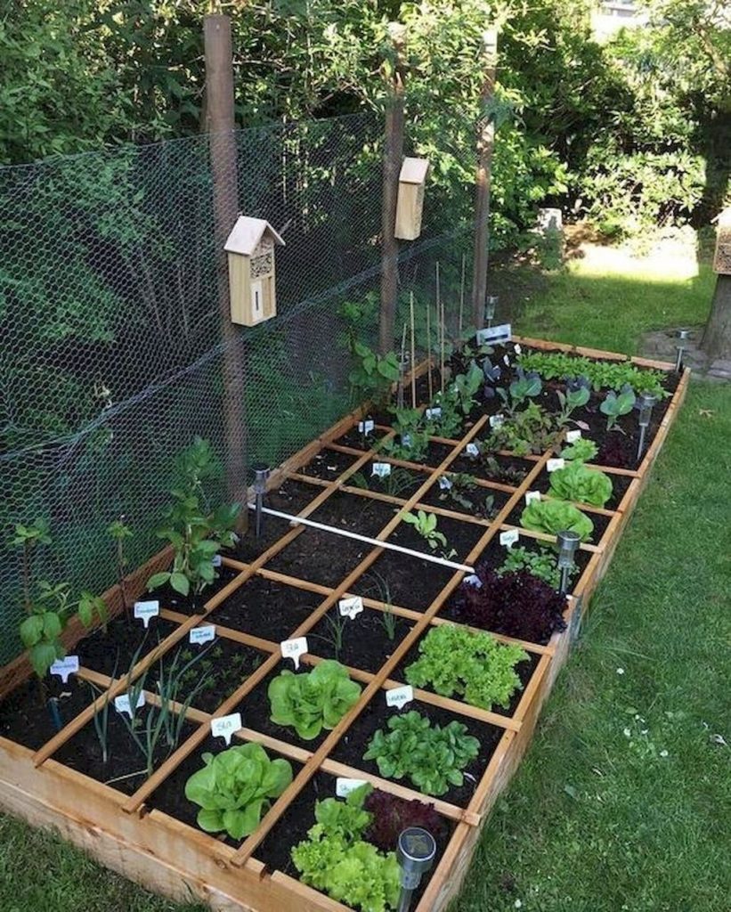 birds boxes and raised bed plants