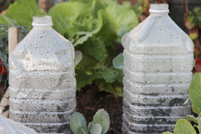 plastic bottles greenhouse