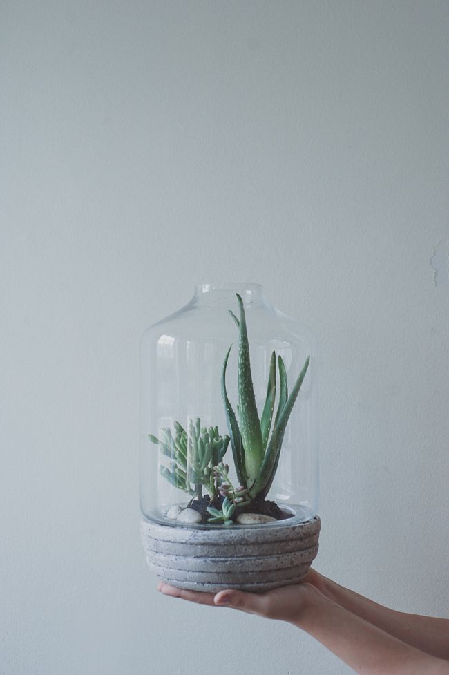 Concrete and glass nestling new life