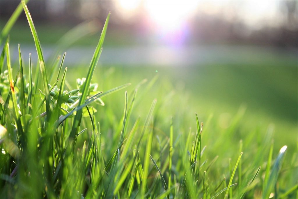 Artificial vs Natural grass installation