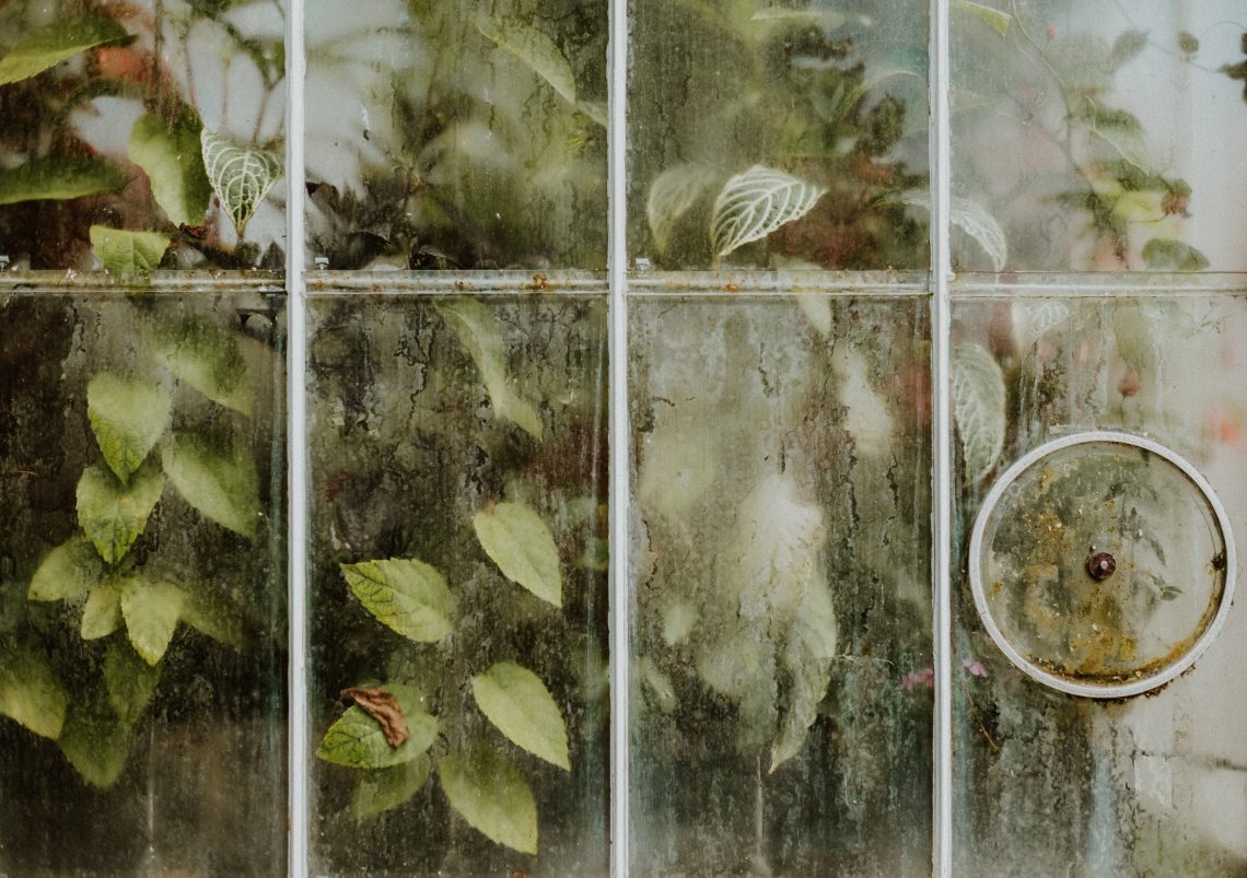 Top Effective Solutions To Get Rid Of Mold And Mildew