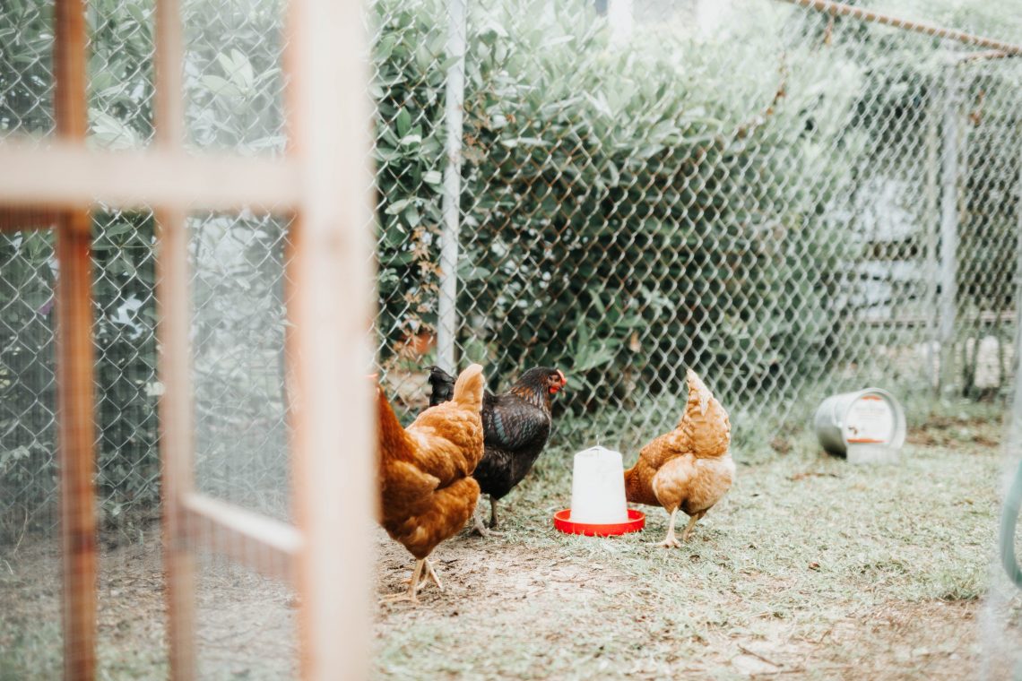 How to Build Your Own Backyard Chicken Coop