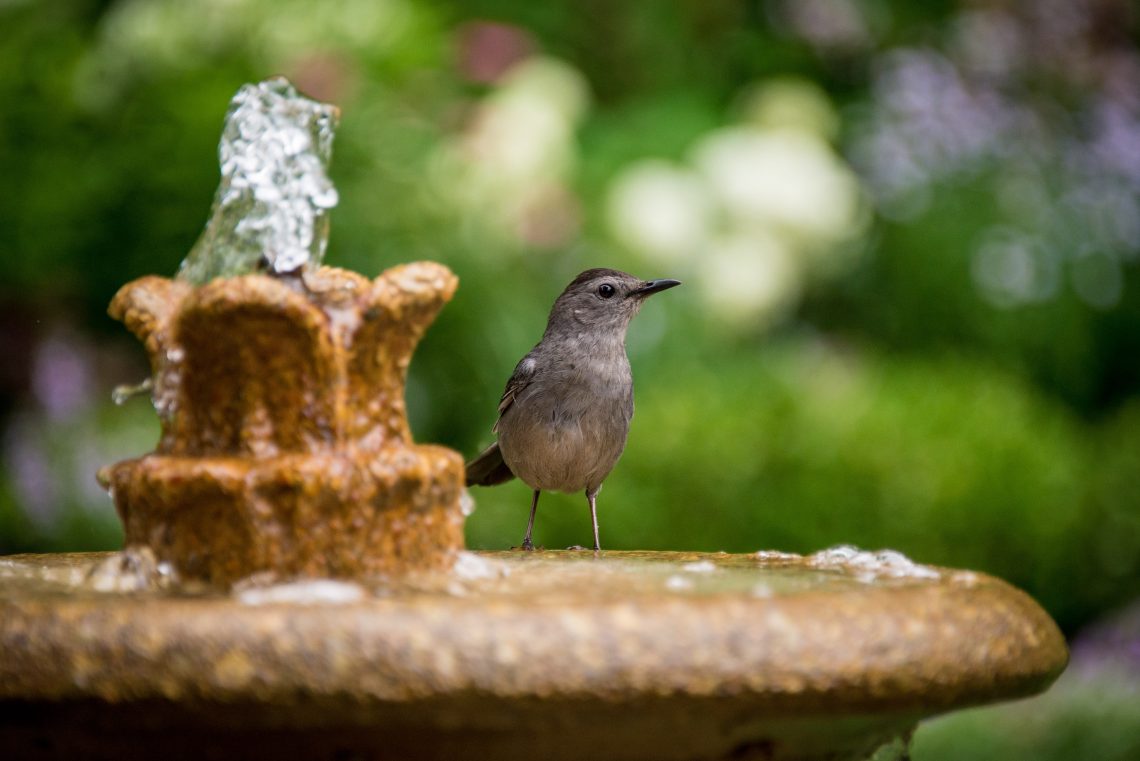 Expert Tips for Installing an Outdoor Fountain