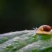How Can You Defend Your Garden From Animals And Pests