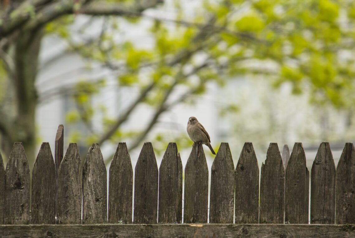 The Advantages of Installing a Fence on Your Property