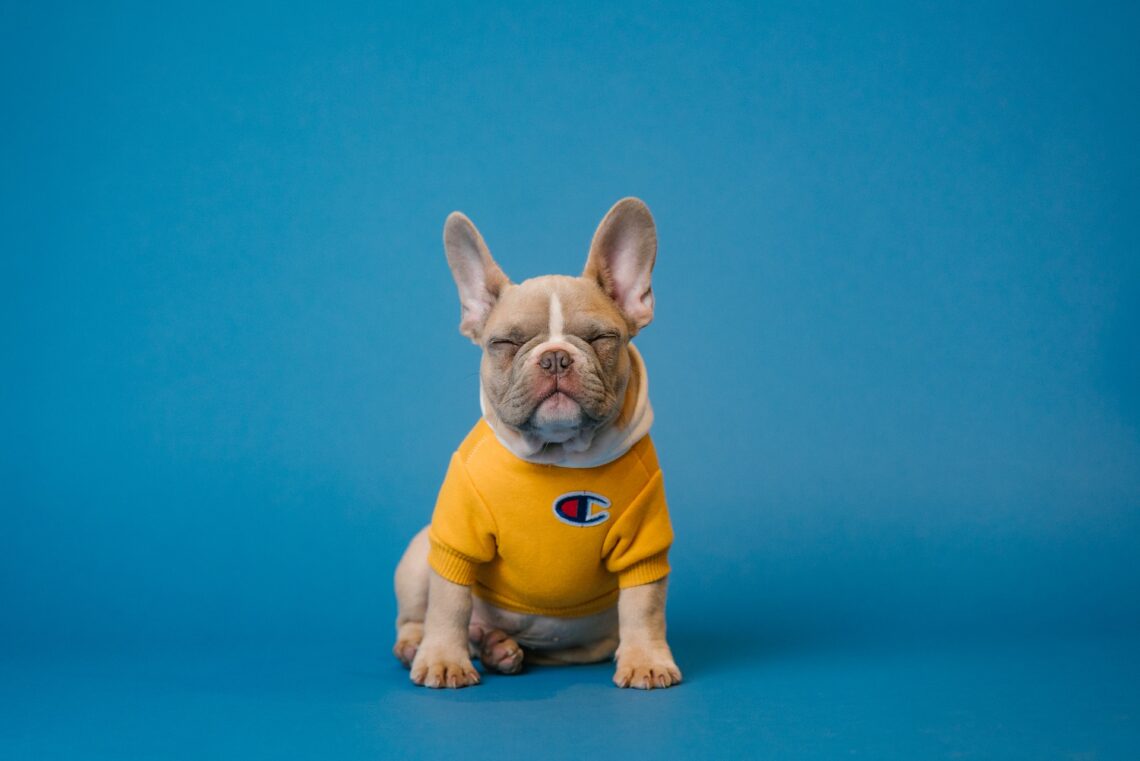 DIY Dog Accessories How to Make Handmade Accessories, Toys, and Collars for Your Pup
