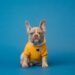 DIY Dog Accessories How to Make Handmade Accessories, Toys, and Collars for Your Pup