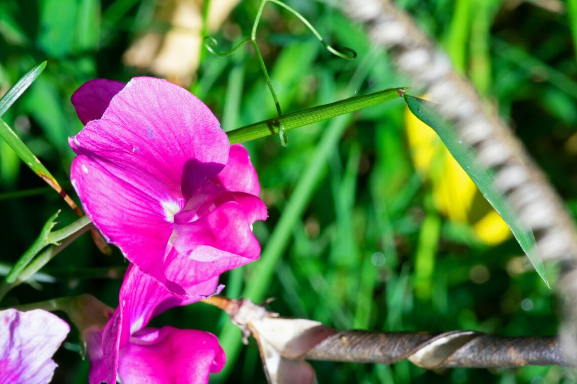 What's A Good Homemade DIY Pesticide